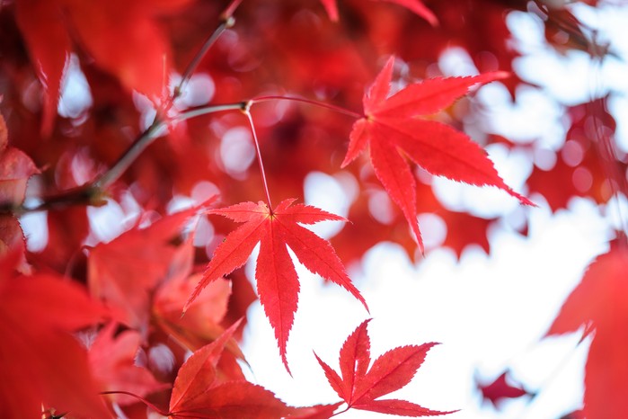 Acer palmatum. Japanese maple. Jason Ingram Acer palmatum. Japanese maple. Jason Ingram