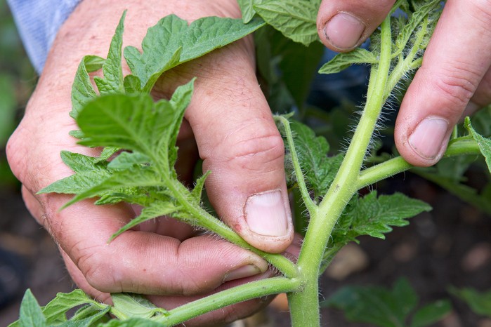 Pinching out tomato side-shoots Pinching out tomato side-shoots