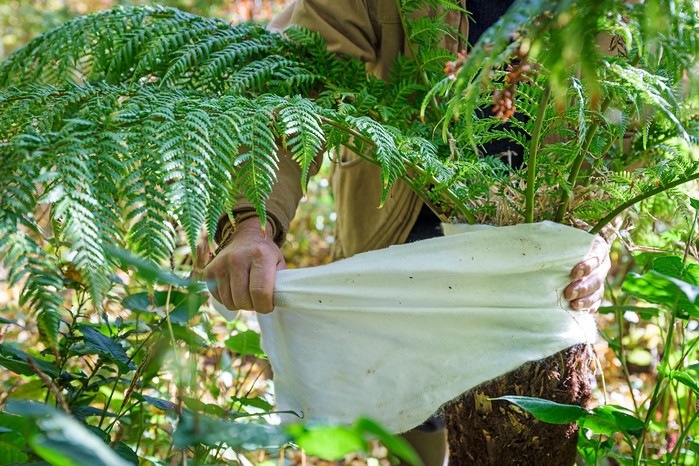 Wrapping a tree fern crown with fleece Wrapping a tree fern crown with fleece