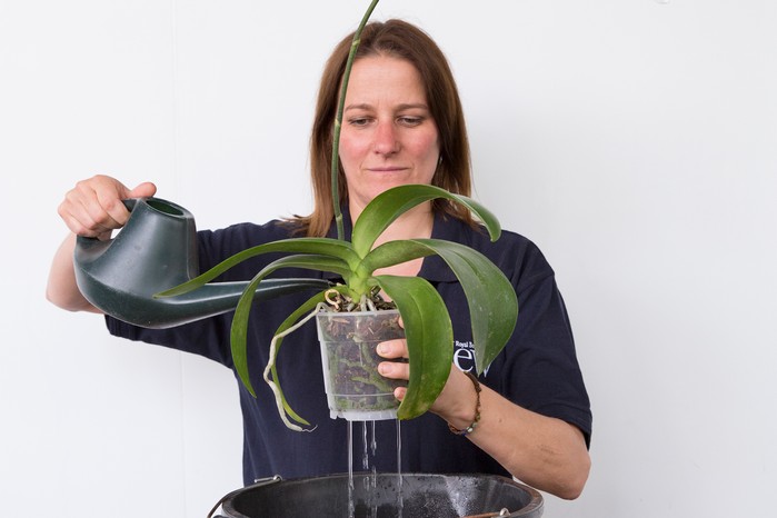Watering orchids Watering orchids