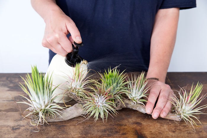 Misting the leaves of air plants Misting the leaves of air plants