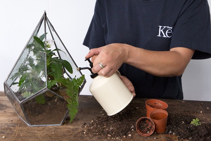 How to water house plants - misting houseplants misting houseplants