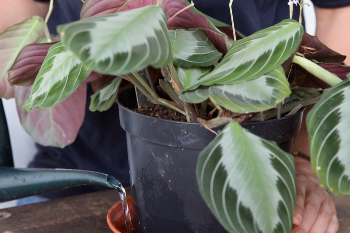 Watering houseplants from the base Watering houseplants from the base