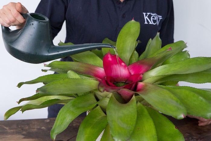 Watering bromeliads Watering bromeliads