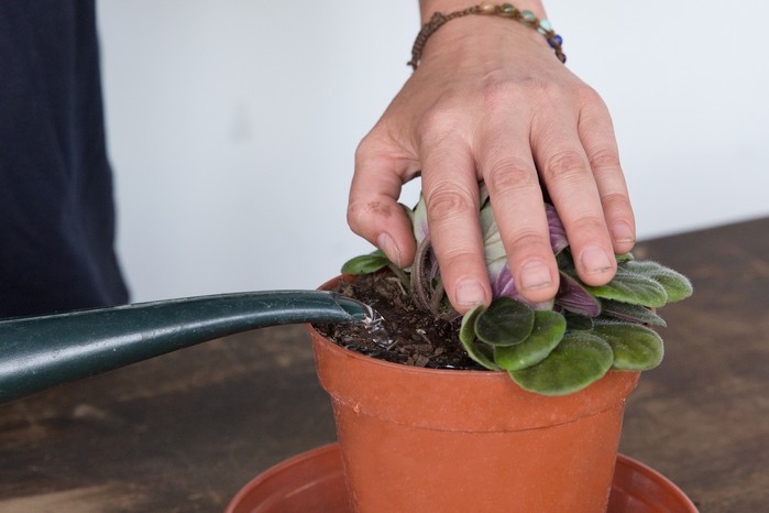 Avoid splashing houseplant leaves Avoid splashing houseplant leaves
