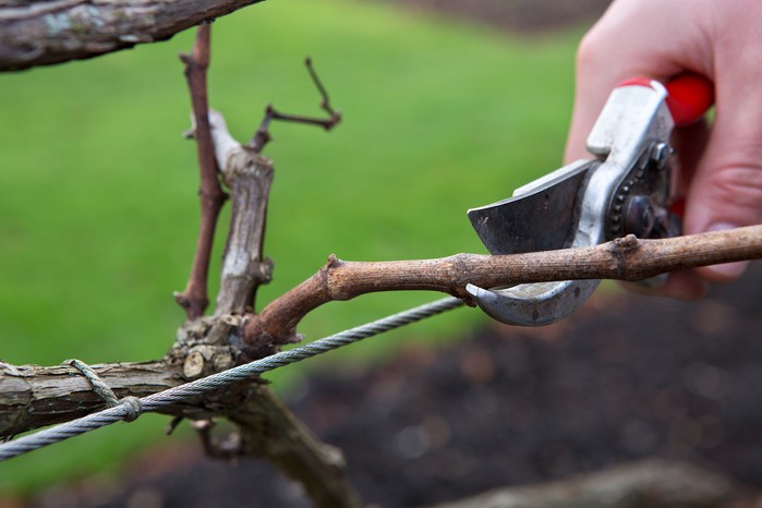 What to prune in winter - pruning a grapevine What to prune in winter - pruning a grapevine
