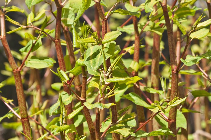 2048x1365-Japanese-knotweed-GettyImages-180755891 New shoots of Japanese Knotweed