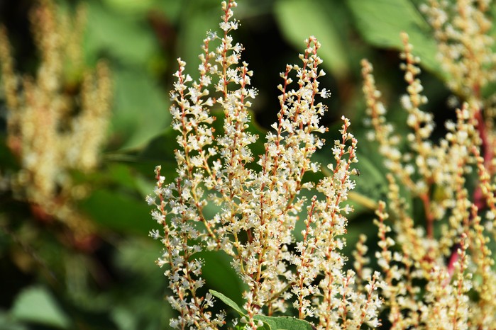 2048x1365-Japanese-knotweed-GettyImages-861755282 Japanese knotweed flowers, Getty Images