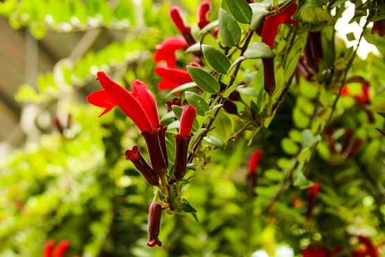 Lipstick plant (Aeschynanthus) in flower. Getty Images