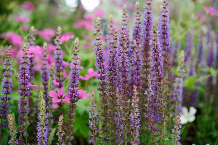 Salvia nemorosa 'Ostfriesland'. Jason Ingram Salvia nemorosa 'Ostfriesland'. Jason Ingram