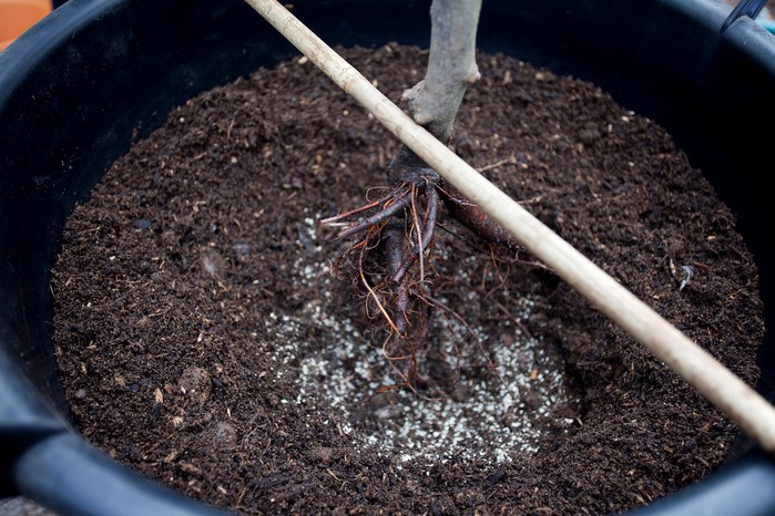 Planting an apple tree. Paul Debois Planting an apple tree. Paul Debois