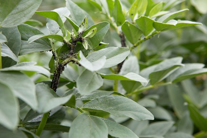Blackfly on broad beans Blackfly on broad beans