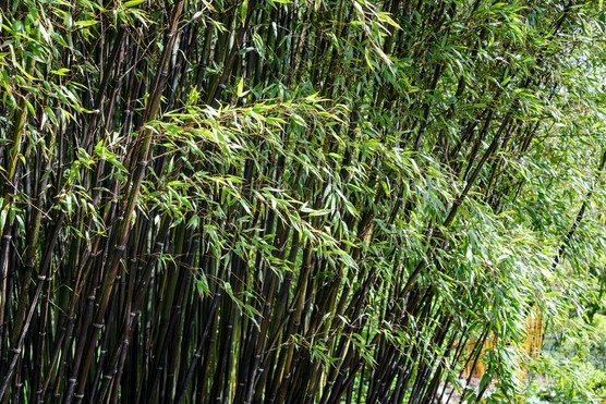 Phyllostachys nigra (black bamboo). Jason Ingram