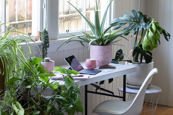 Office plants. Getty Images
