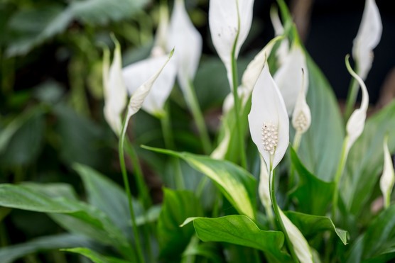 How to grow peace lily - peace lily flowers