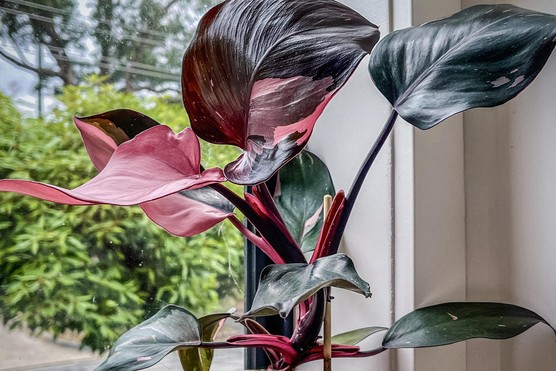 Philodendron 'Pink Princess'. Alamy