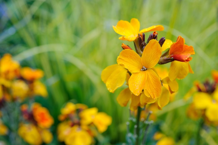 Spring flowers - wallflower, Erysimum cheiri Spring flowers - wallflower, Erysimum cheiri