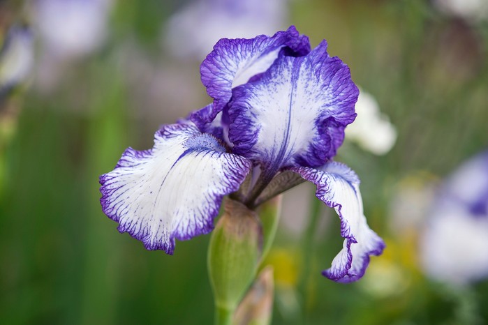 Bearded iris flower Bearded iris flower
