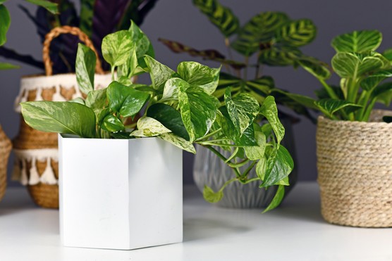 Epipremnum aureum 'Marble Queen'. Getty Images