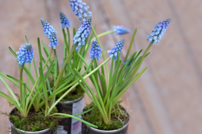 Spring flowers - flowering muscari in tin cans Spring flowers - flowering muscari in tin cans