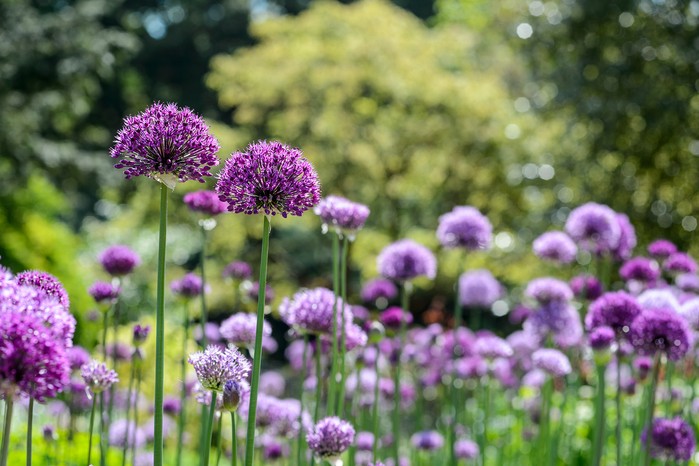 Spring flowers - Allium Purple Sensation and Allium aflatunense Spring flowers - Allium Purple Sensation and Allium aflatunense