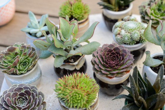 Group of succulents. Jason Ingram