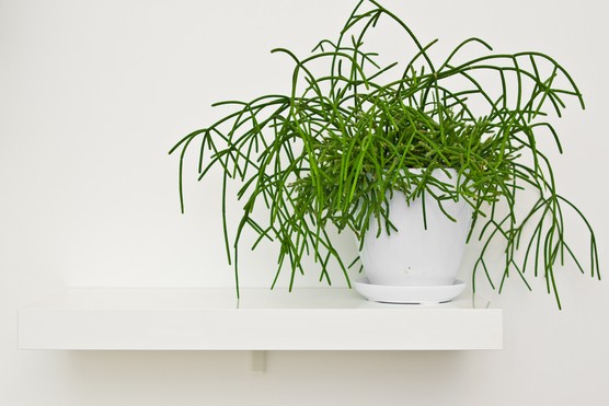 Mistletoe cactus, Rhipsalis baccifera. Getty Images
