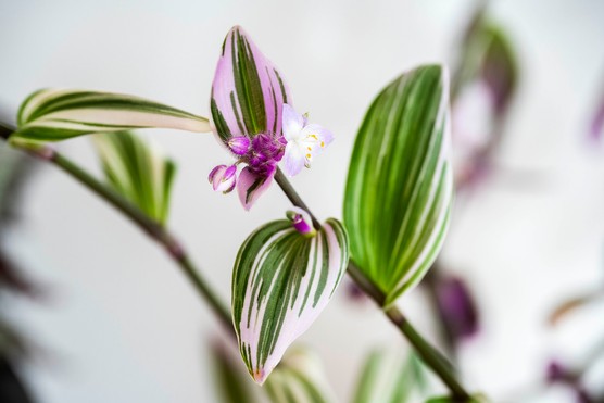 Tradescantia 'Nanouk' (Inch plant). Getty Images
