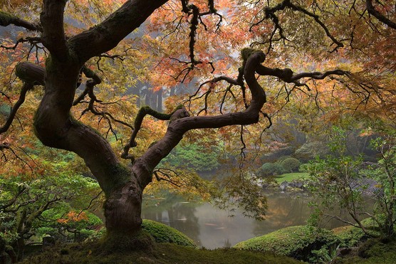 Portland Japanese Garden