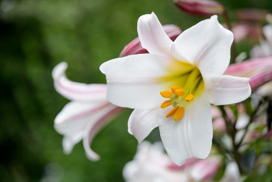 Lilium regale. Jason Ingram
