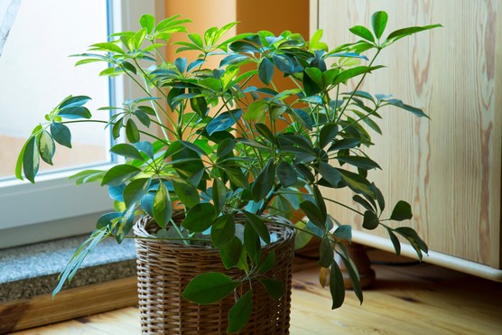 Umbrella plant. Getty images