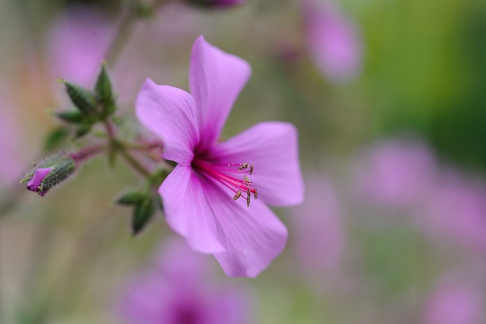 Hardy geranium. Jason Ingram Hardy geranium. Jason Ingram
