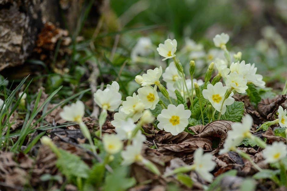 20 of the best spring flowers 20 of the best spring flowers