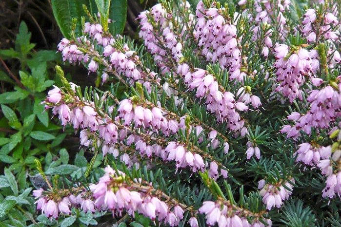Spring flowers - Erica x darleyensis-'Darleydale' Spring flowers - Erica x darleyensis-'Darleydale'