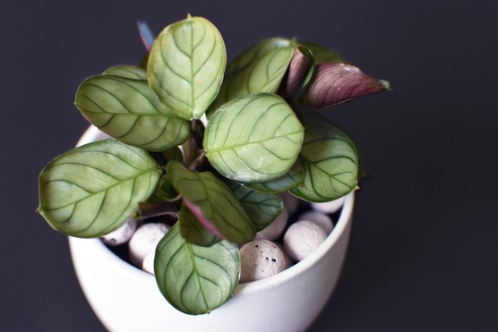 Ctenanthe burle-marxii 'Amagris'. Getty Images