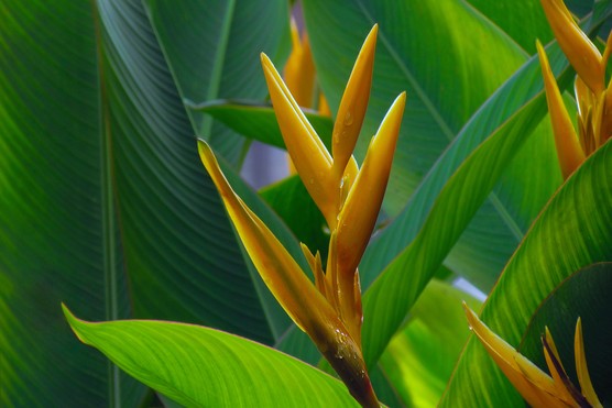 Heliconia psittacorum 'Golden Torch'