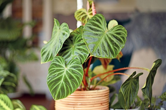 Philodendron verrucosum. Getty Images