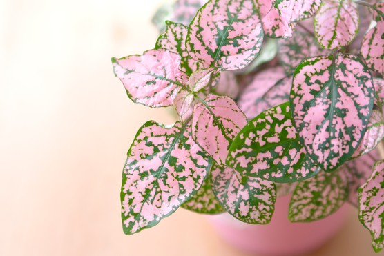 Pink and green polka dot plant leaves. Getty Images