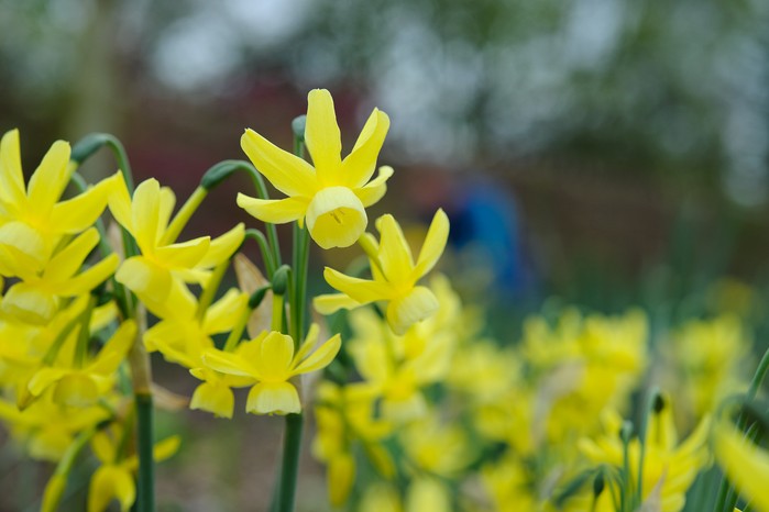 Spring flowers - Daffodils, Narcissus 'Hawera' Spring flowers - Daffodils, Narcissus 'Hawera'