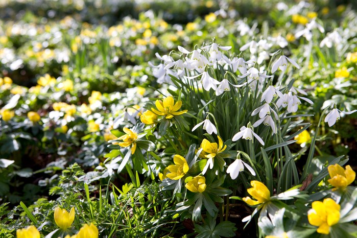 Spring flowers - snowdrops and winter aconites Spring flowers - snowdrops and winter aconites