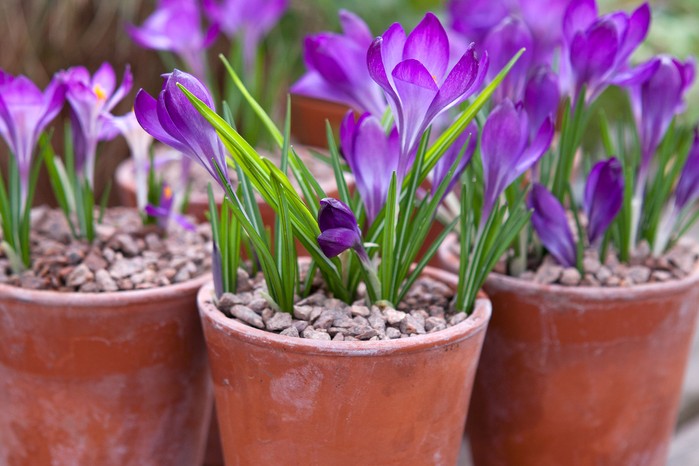 Crocuses in flower Crocuses in flower