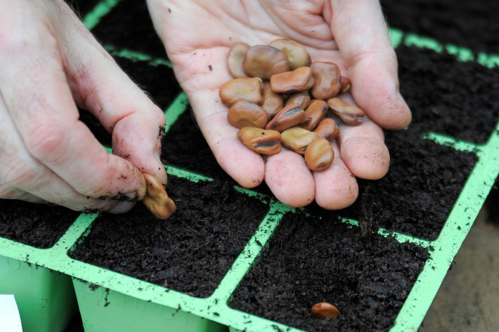 Sowing broad bean seeds Sowing broad bean seeds