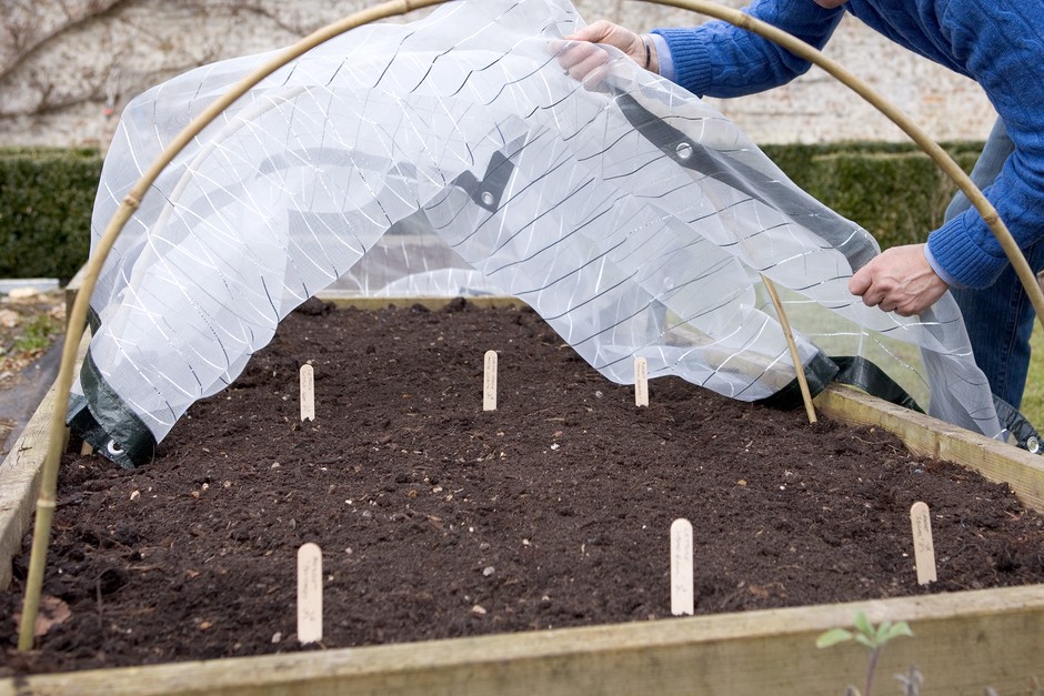 Using horticultural fleece Using horticultural fleece