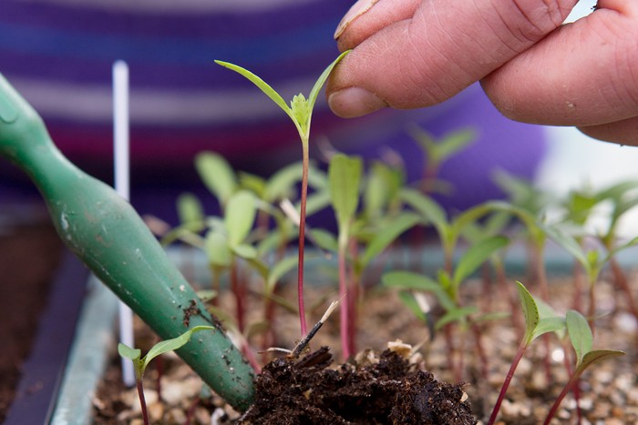How To Prick Out Seedlings How To Prick Out Seedlings