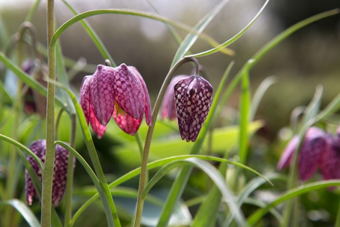 Spring flowers - snake's head fritillary, Fritillaria meleagris Spring flowers - snake's head fritillary, Fritillaria meleagris