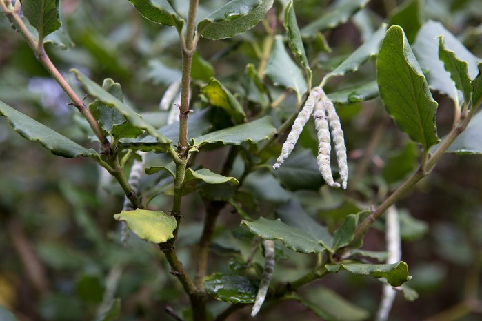 Grey catkins and evergreen leaves of the silk tassel bush Grey catkins and evergreen leaves of the silk tassel bush
