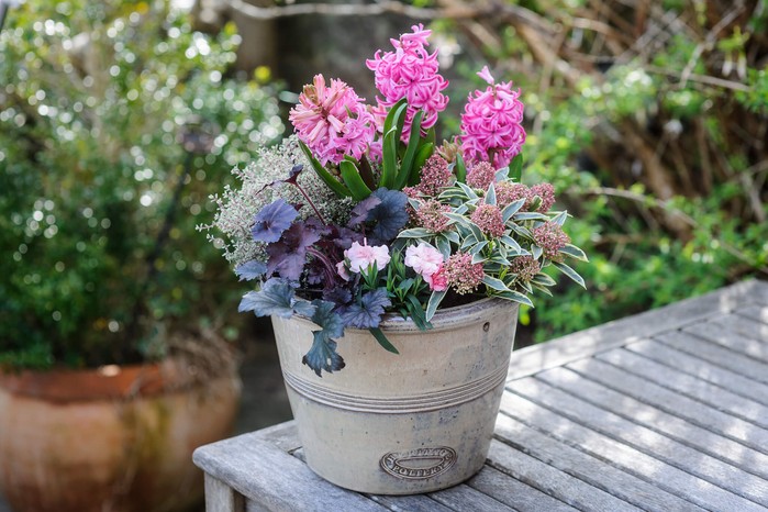 Spring flowers - Hyacinths growing in a pot with heuchera Spring flowers - Hyacinths growing in a pot with heuchera