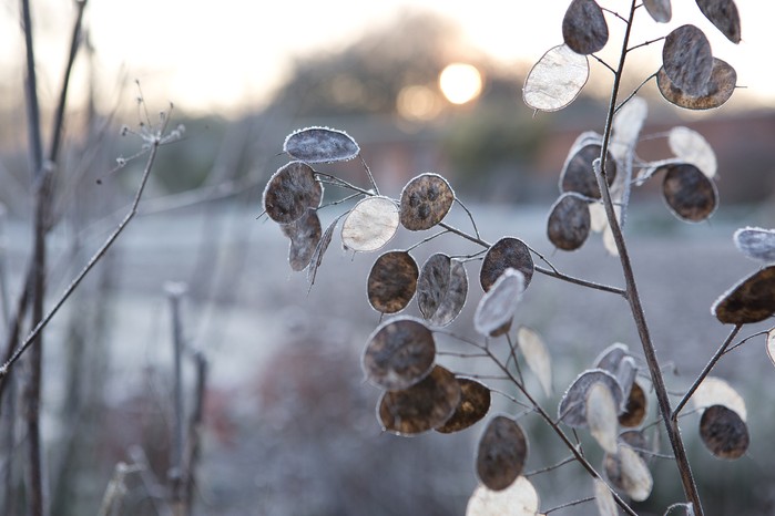 Honesty seedheads in winter Honesty seedheads in winter