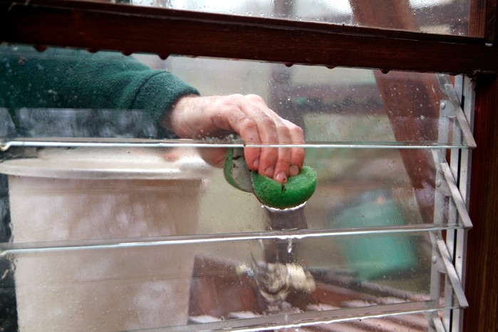 Sponging down the glass panes of the greenhouse Sponging down the glass panes of the greenhouse