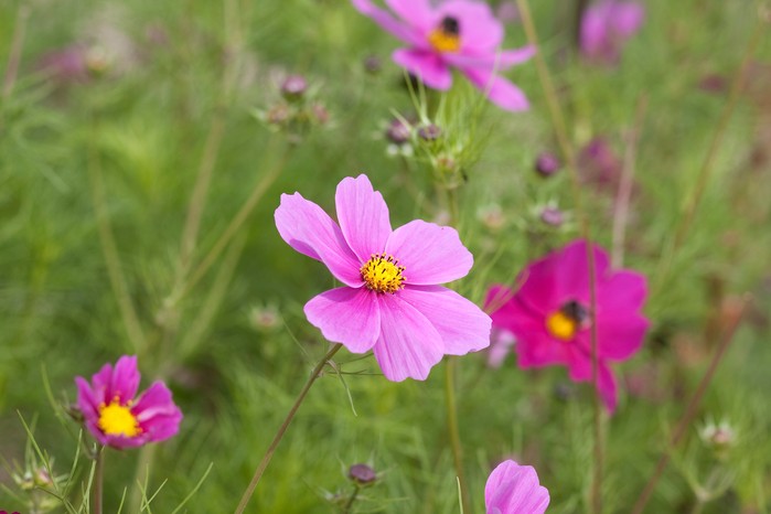 Cosmos planting position Cosmos planting position